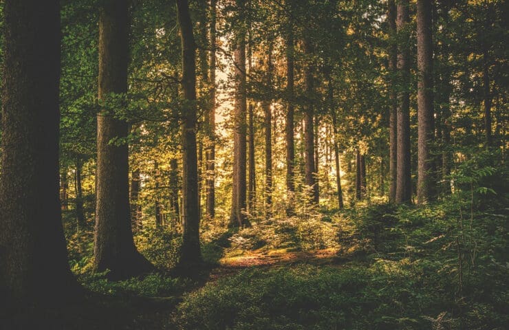 Nya skatteregler för skogsägare 2026 – detta bör du ha koll på